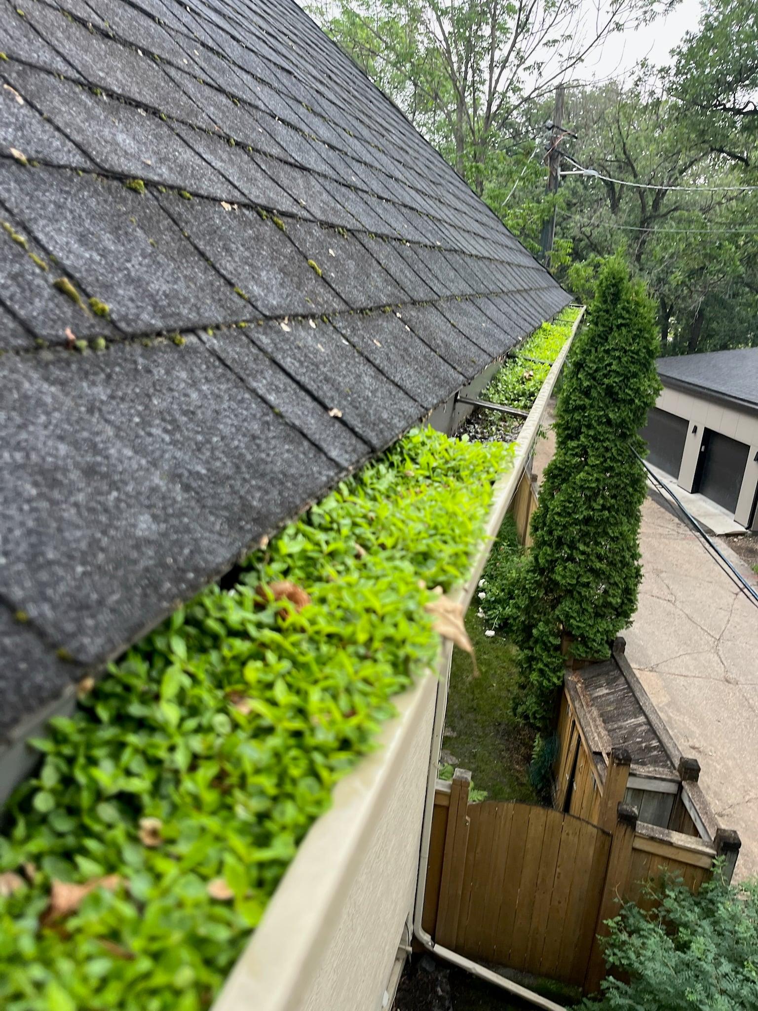 Eavestrough filled with green plant growth before cleaning